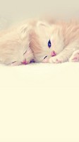 descargar wallpaper de animales